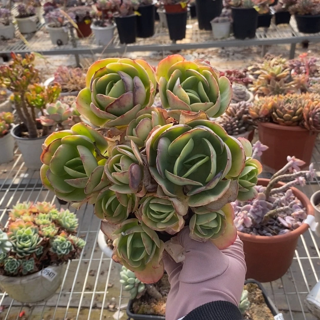 9323鸡蛋碧桃一物一拍