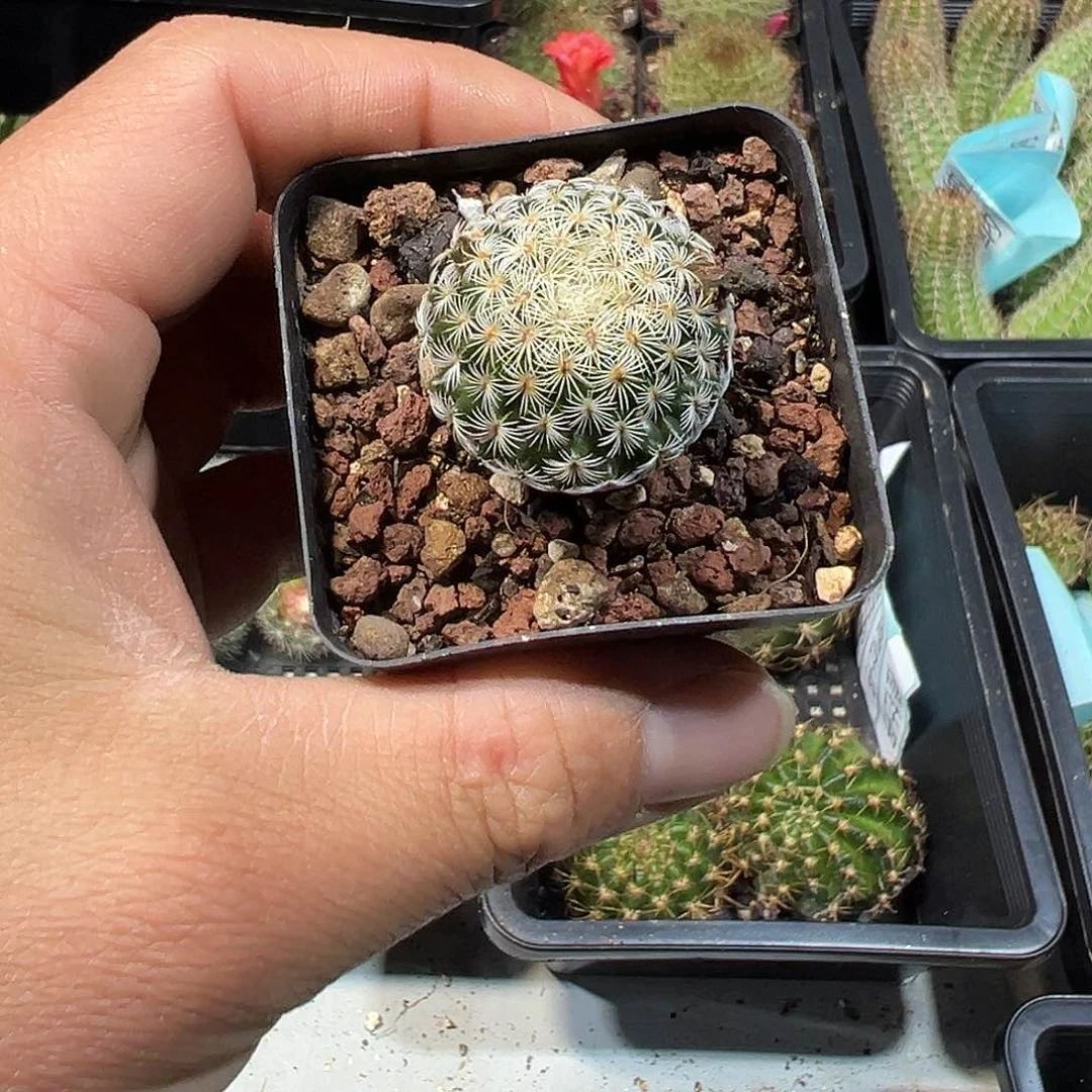 哈*索白子法师仙人球往事多肉园