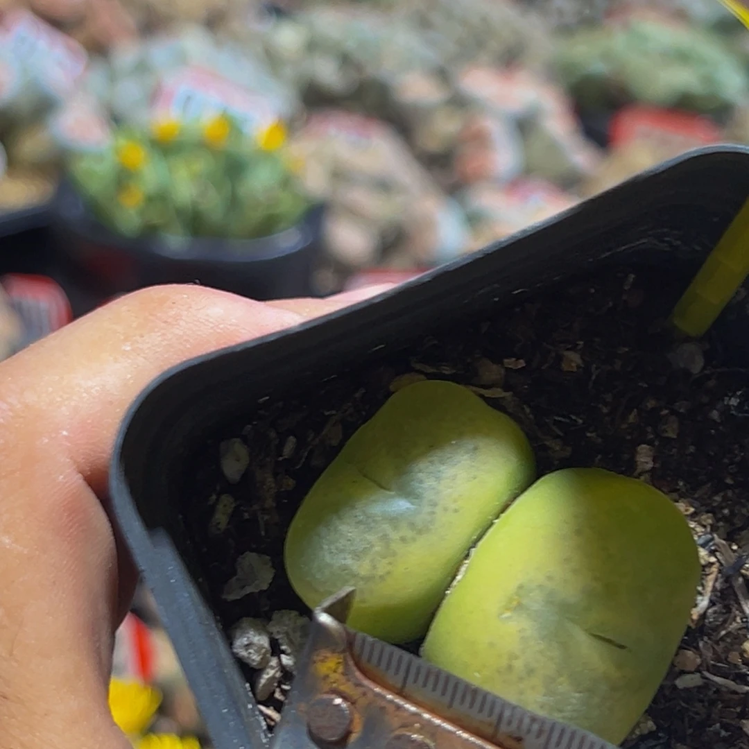 010 生石花大群生一物一拍