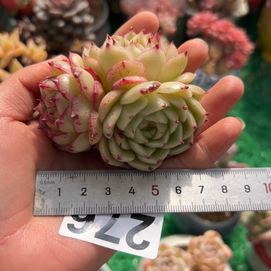 我****?276 多肉植物组合盆栽