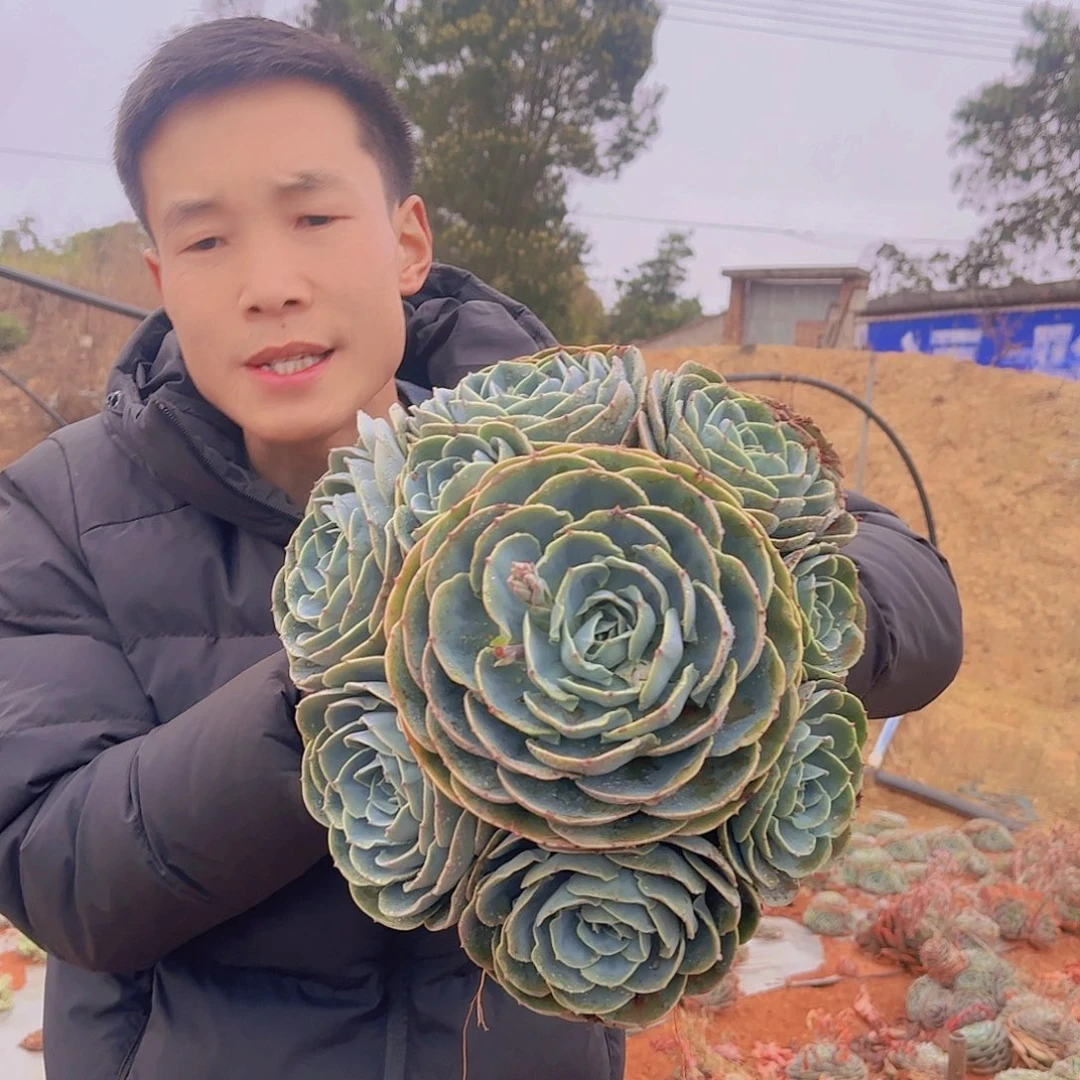 地栽玉碟多肉1颗