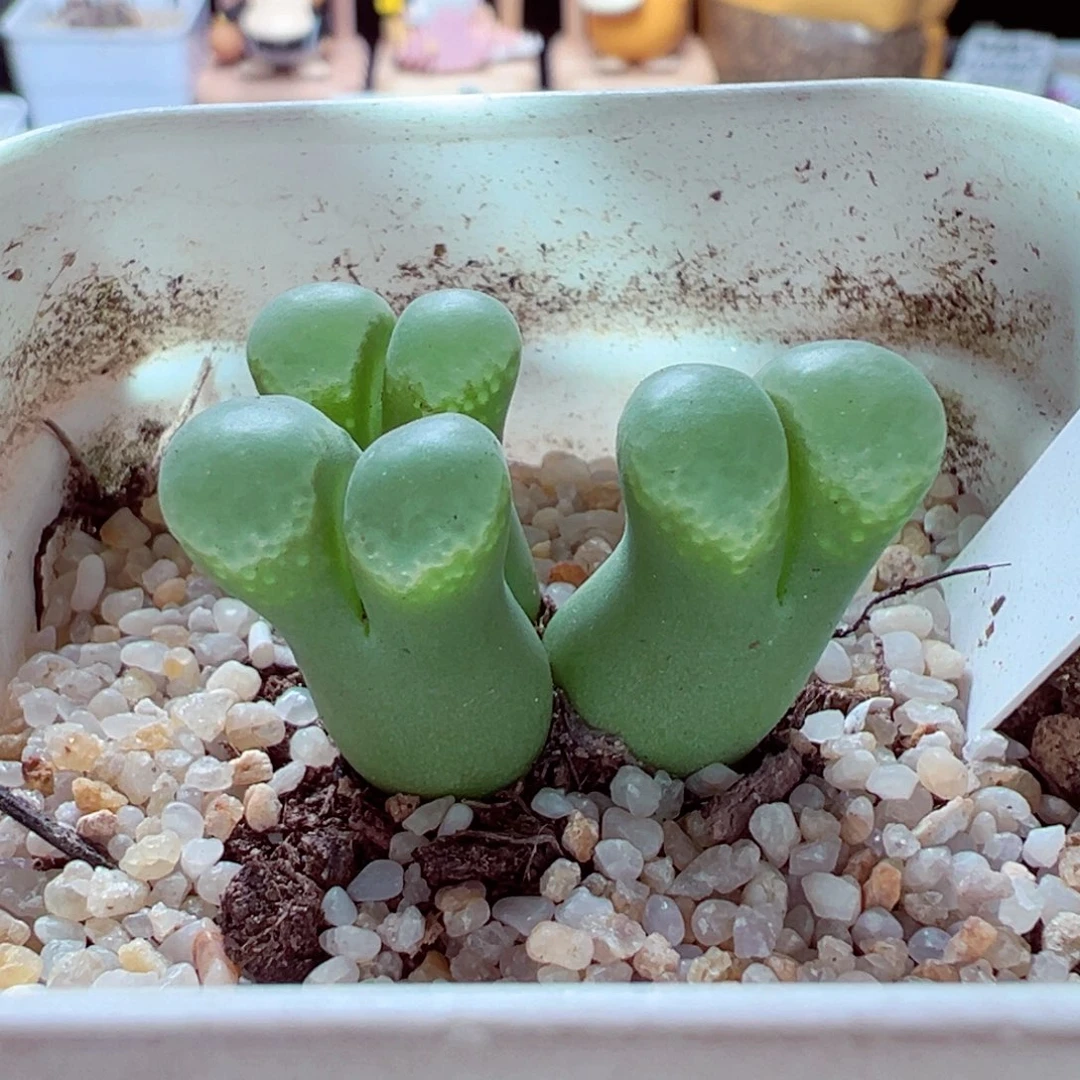 917-821多肉多肉粉樱1453.9