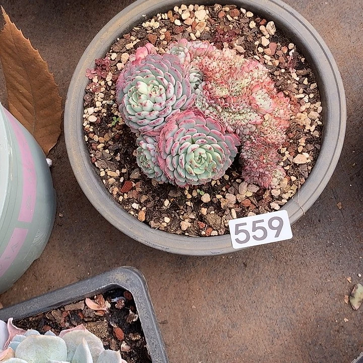 559缀 一物一拍多肉