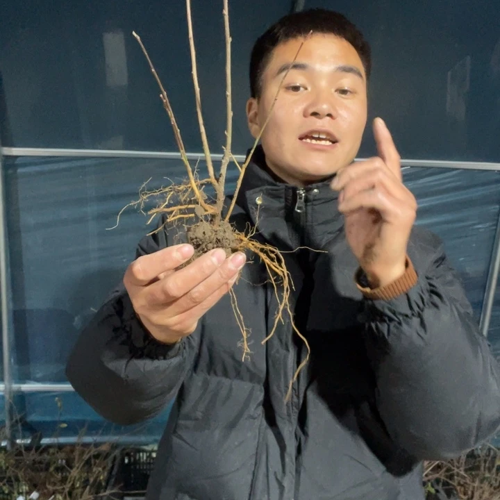皇族海棠花一颗苗