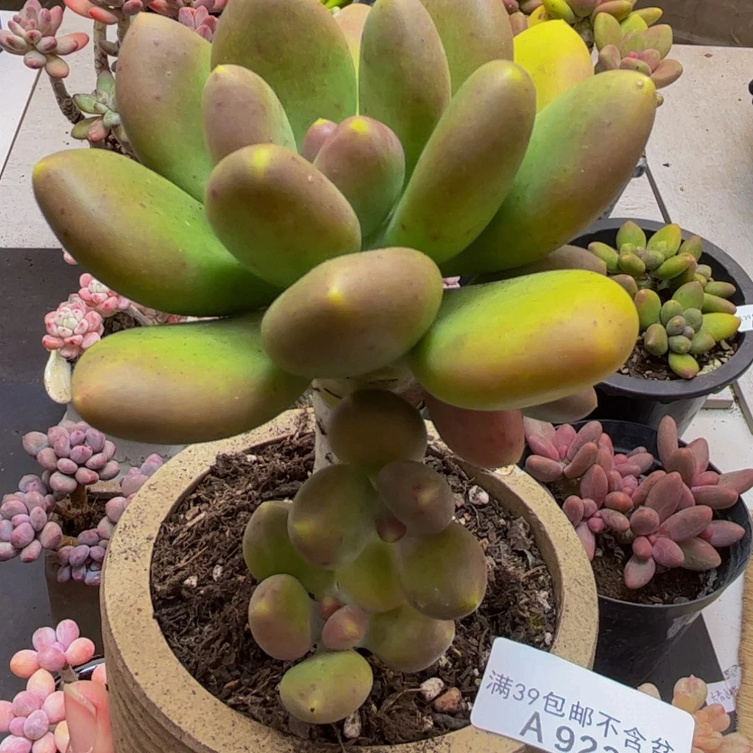 923芒果奶9cm多肉植物