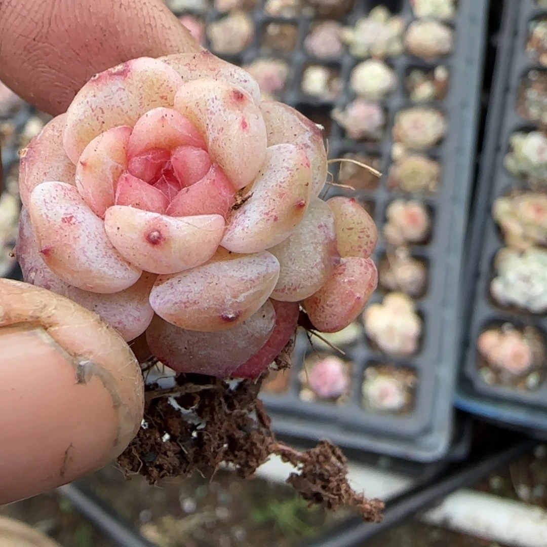 多肉小卡拉米糖心一物一拍