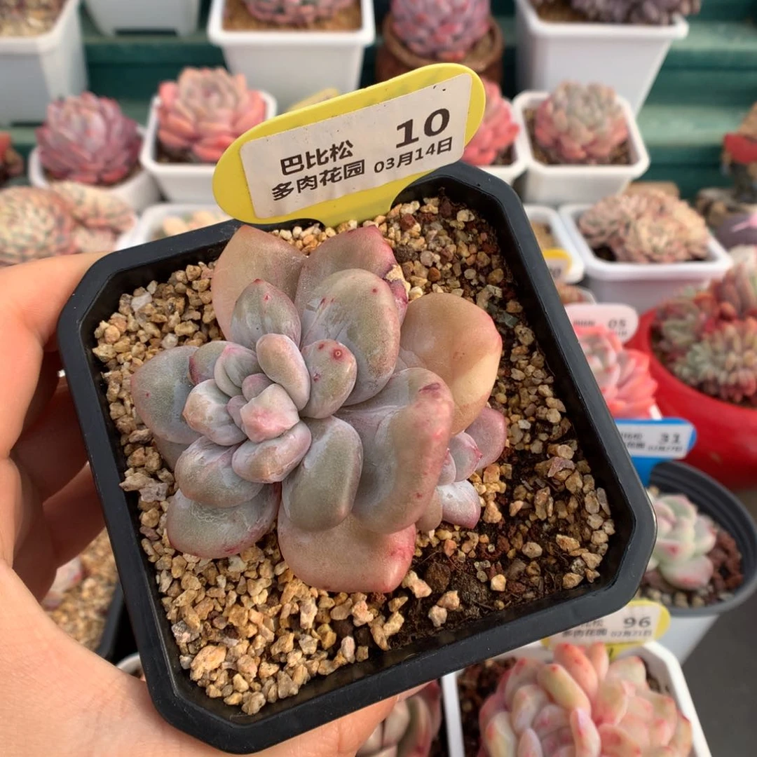 10香水石化多肉双头