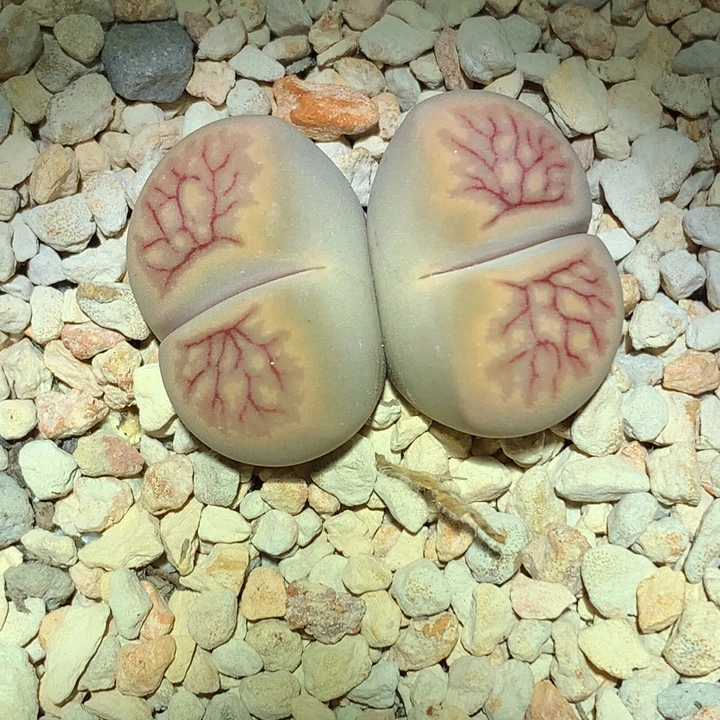 精品多肉植物精品多肉