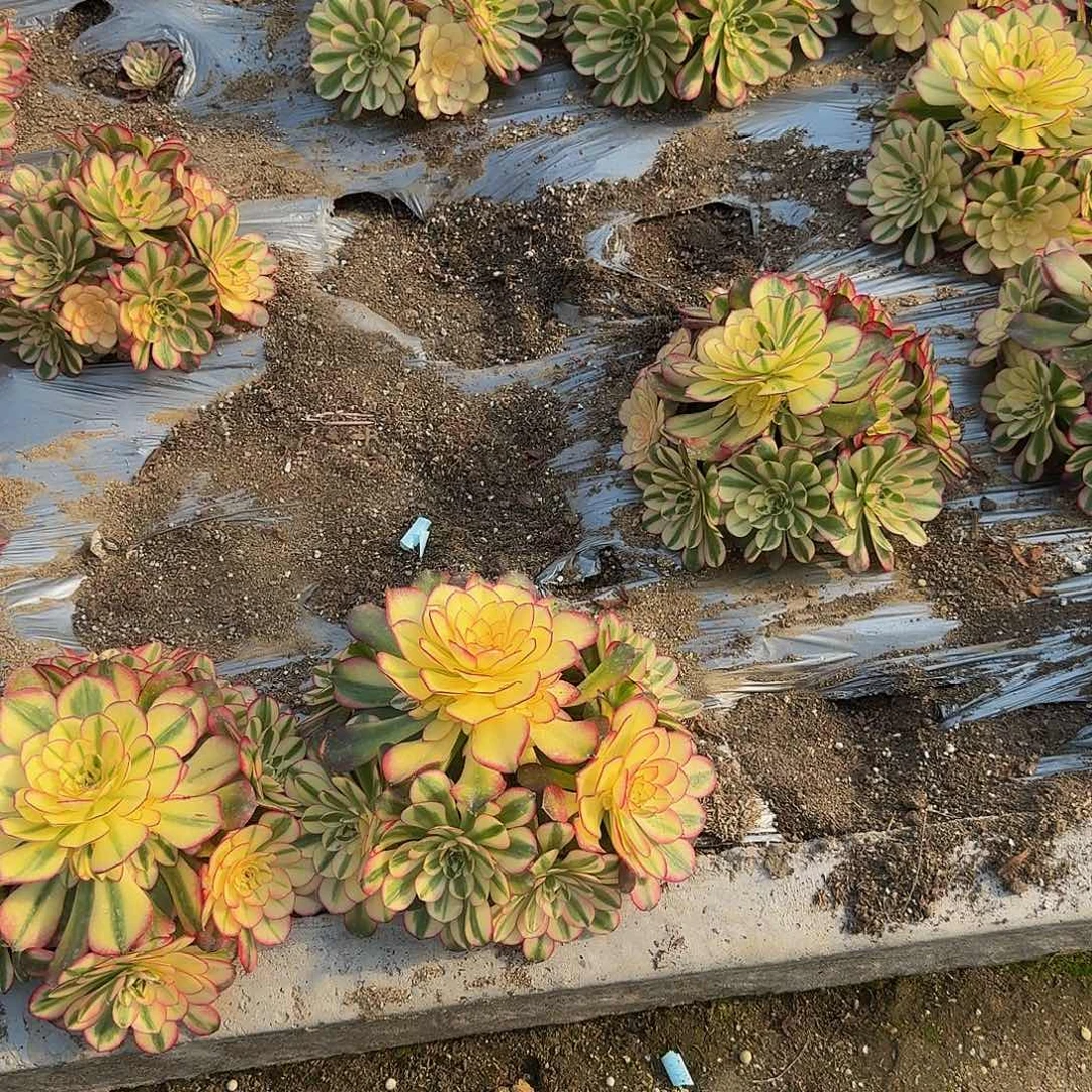 一颗寄养到春费用 多肉植物