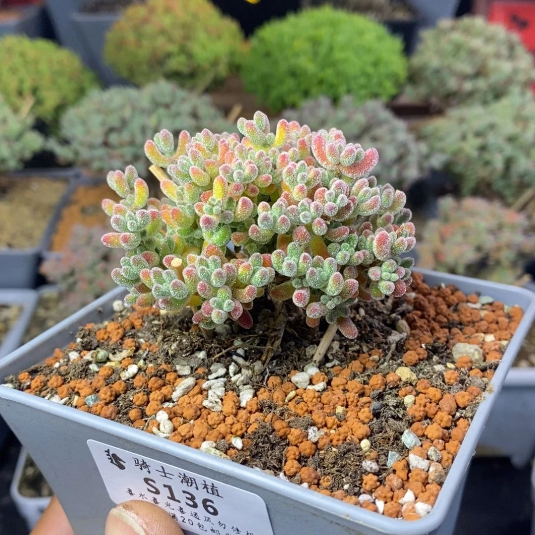 深****舞136实生精控优选冰晶枝干