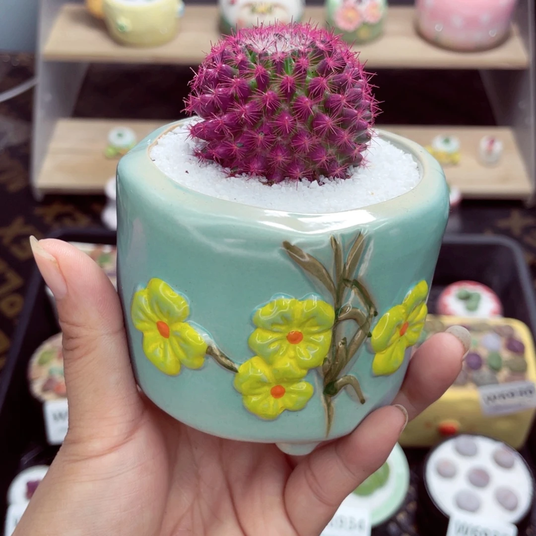 w6938 带盆土发货一物一拍