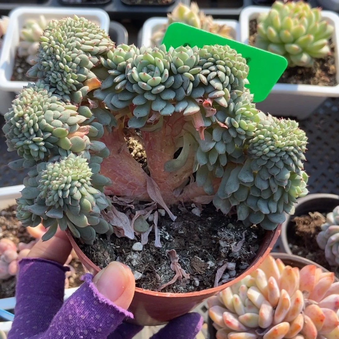 1661白胖子缀多肉植物