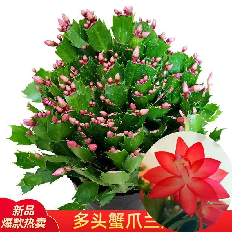 【国旗红系列】蟹爪兰花苗盆栽带花苞四季开花好养耐活室内花卉
