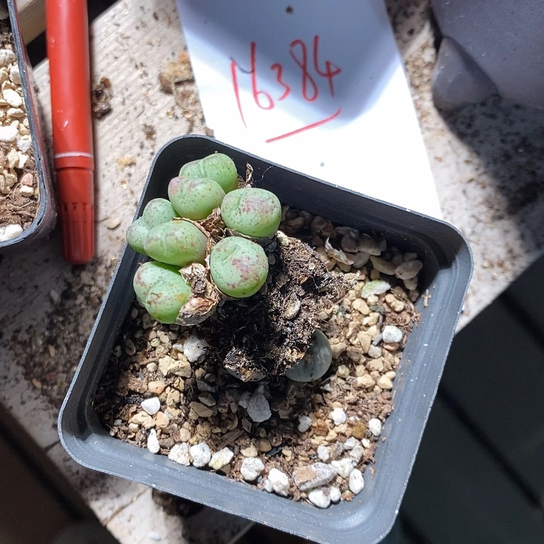 莫***白16384。  一组。