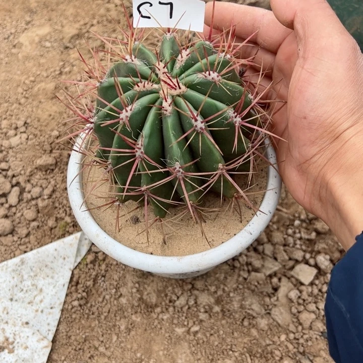 红虎仙人球裸根发货35