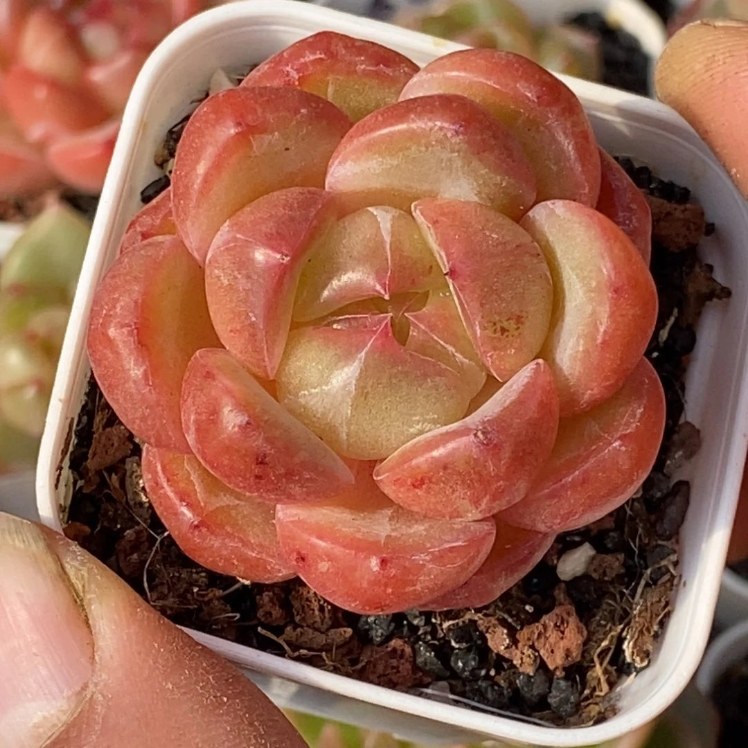 天官赐福百无禁忌