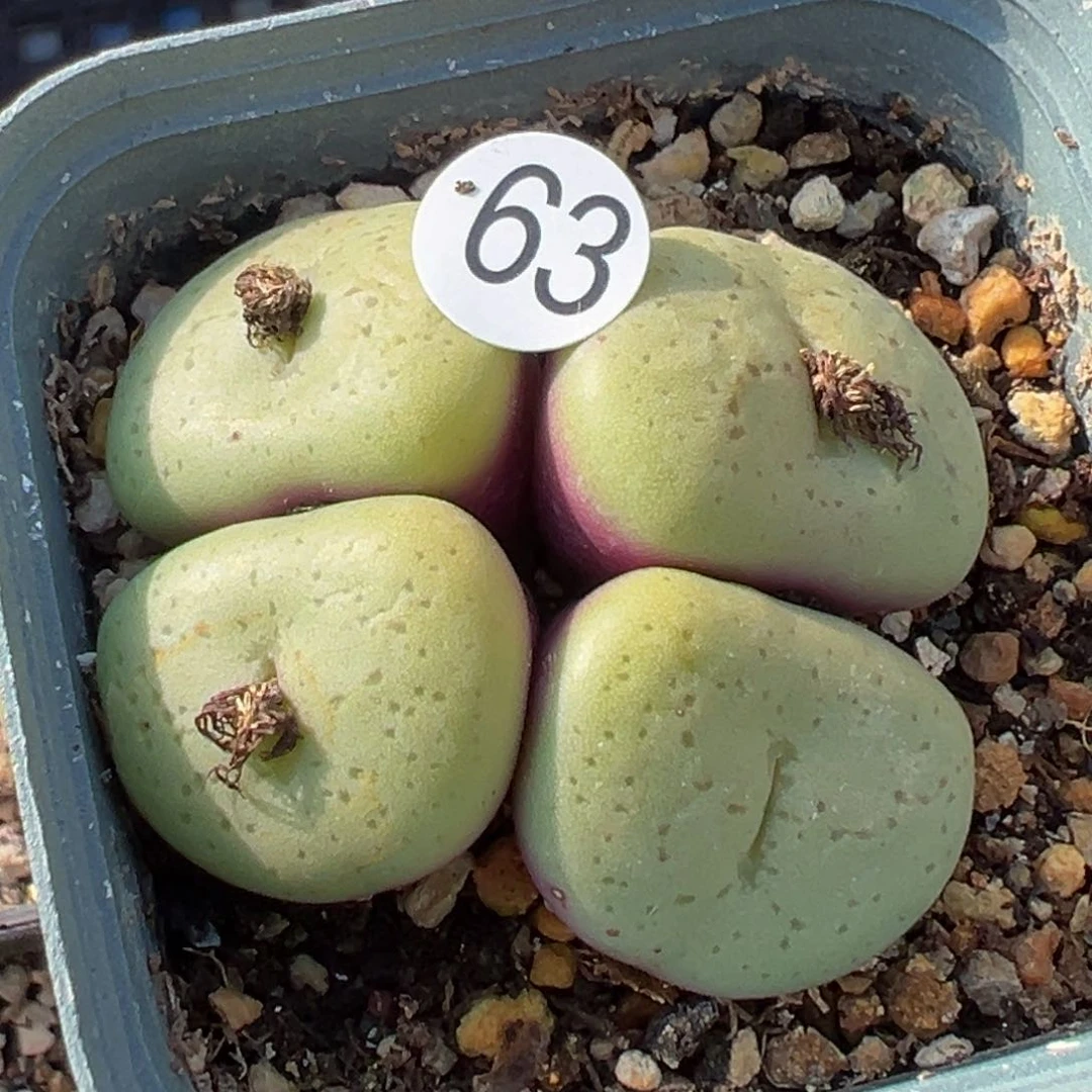 多2植物1111111111111111