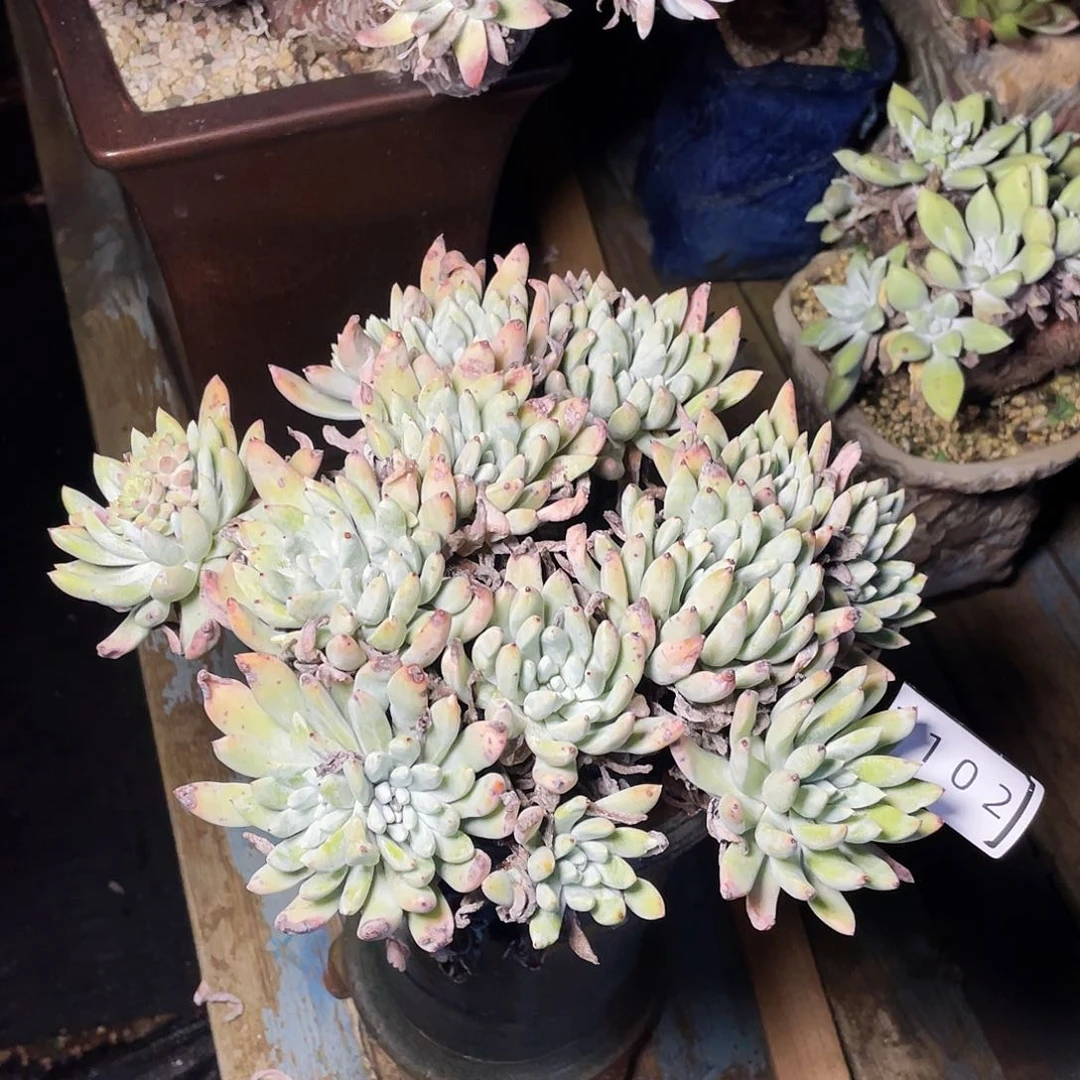 *️****除霜杂老桩多头3102