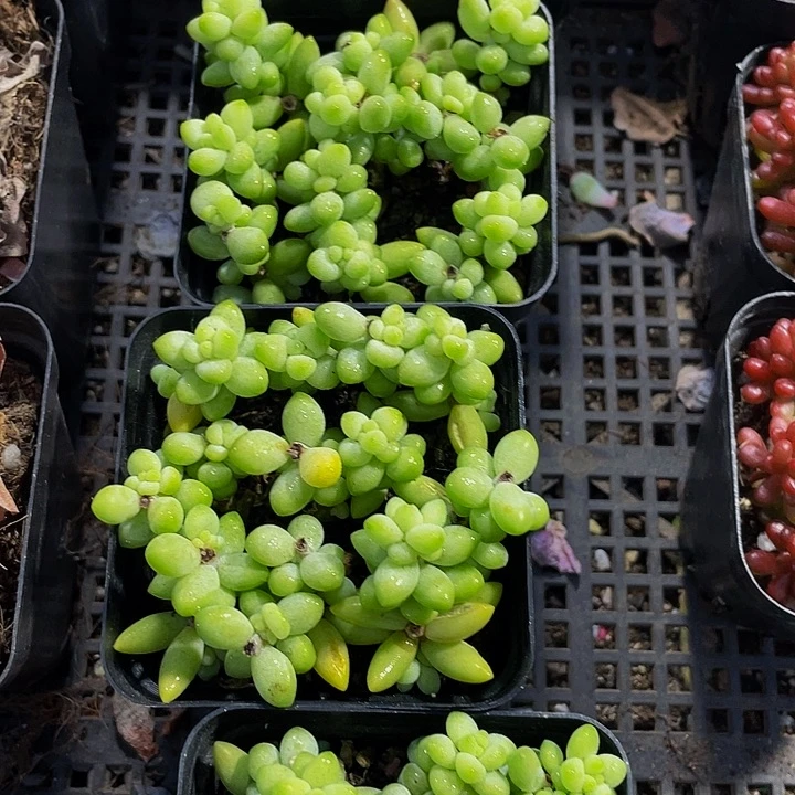 玉坠2.8带盆土发货