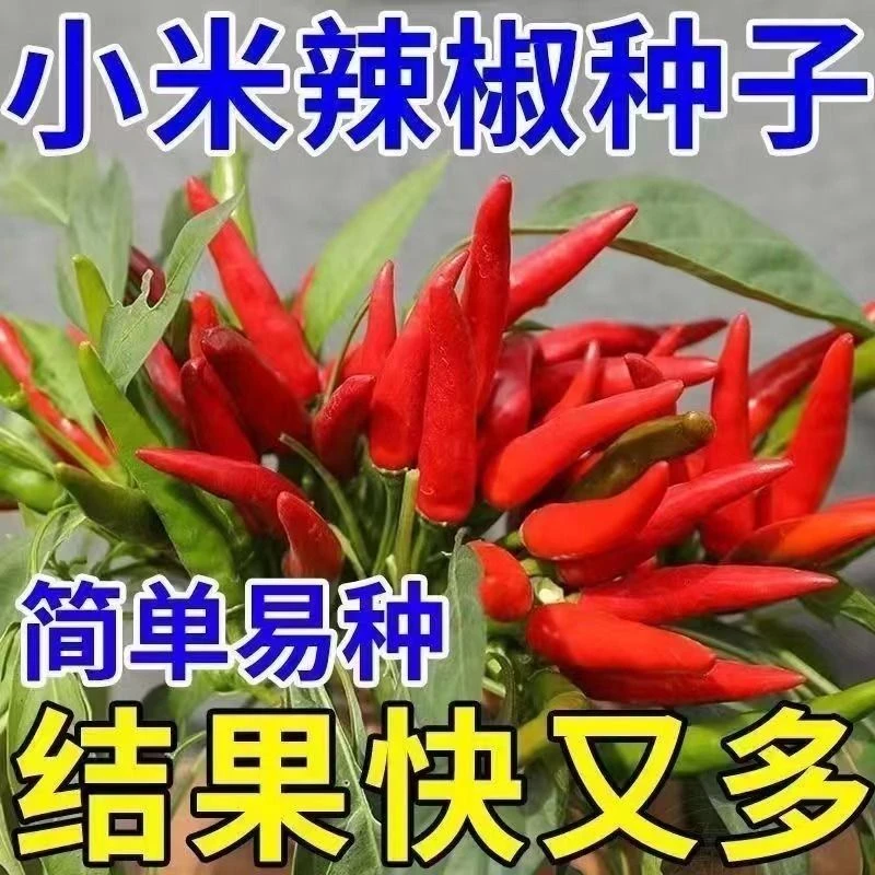 四季小米椒辣椒种子可食用香辣椒庭院阳台盆栽朝天椒种籽蔬菜种子