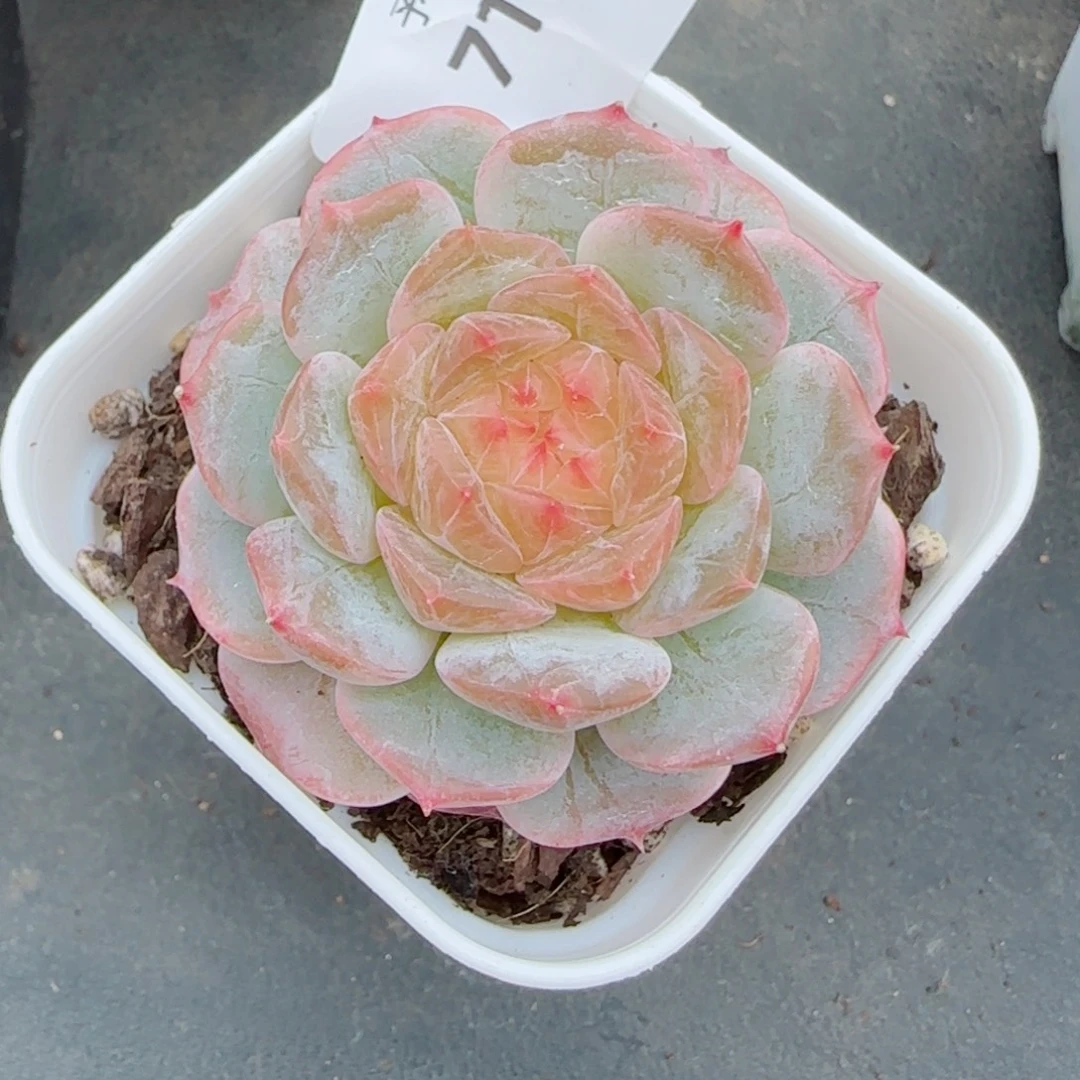 金盏珍妮，7104多肉植物