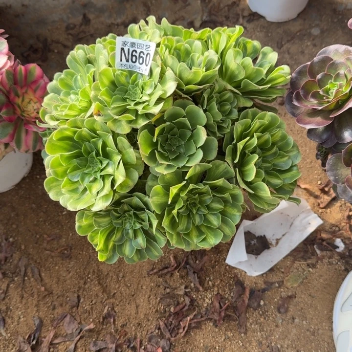 翡翠琉璃660官服25左右2