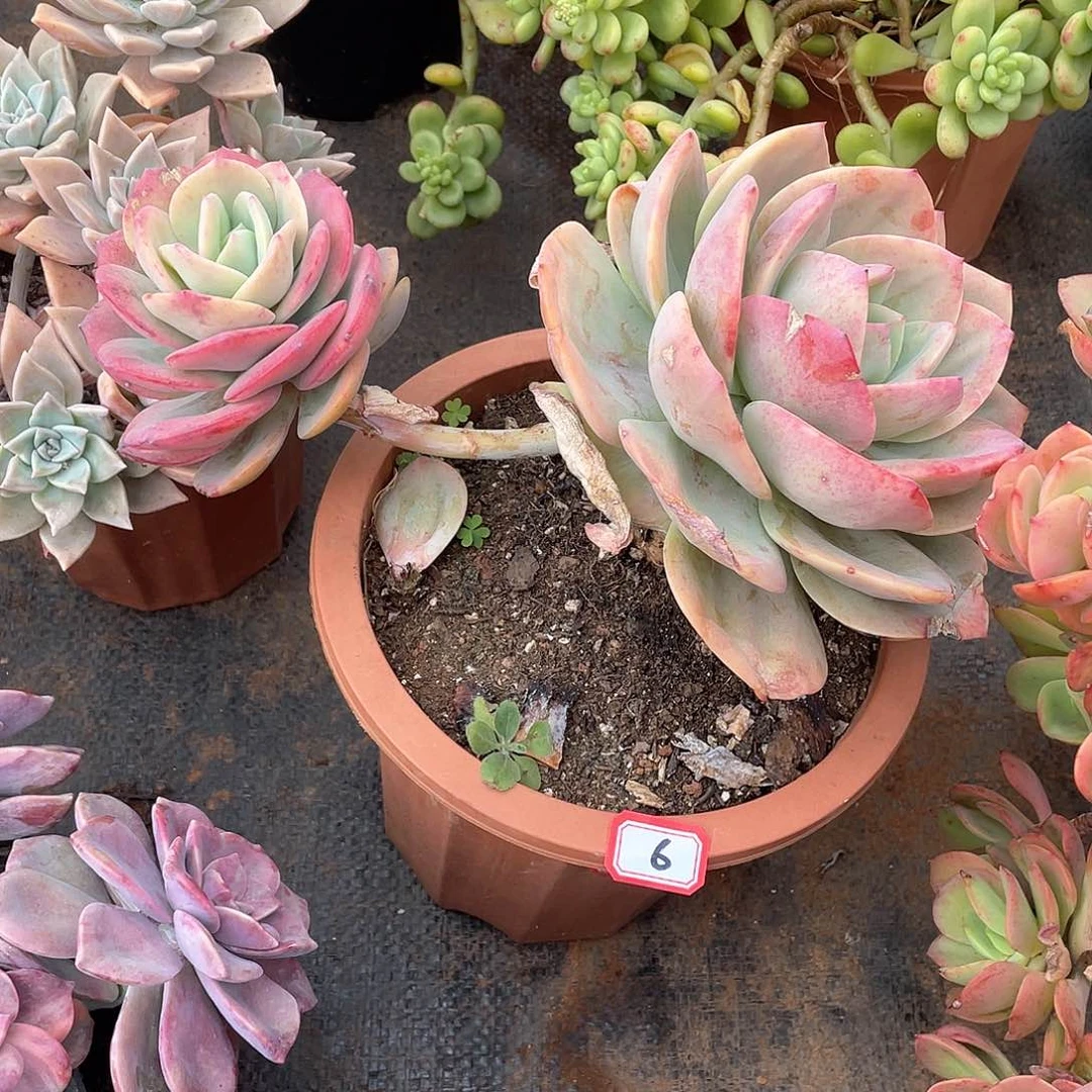 06凤 一物一拍多肉