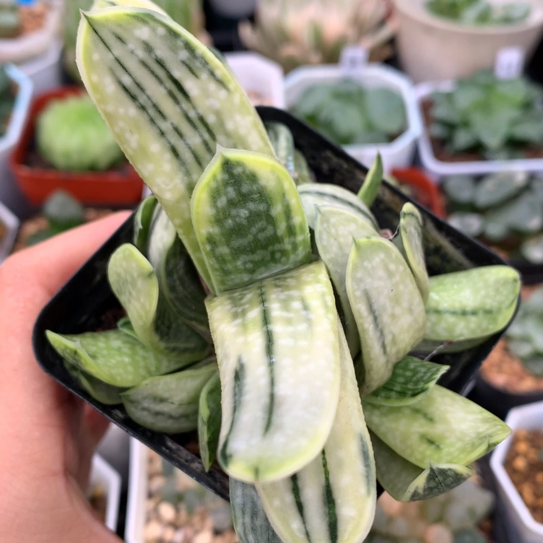 奶黄卧牛子宝锦群，带盆