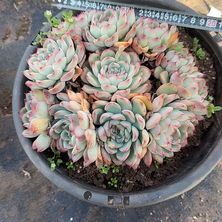 荷花764 多肉植物一物一拍