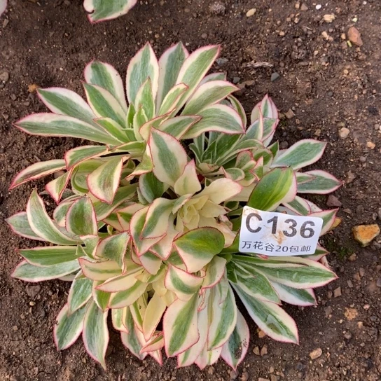 136魅影绣球多肉植物