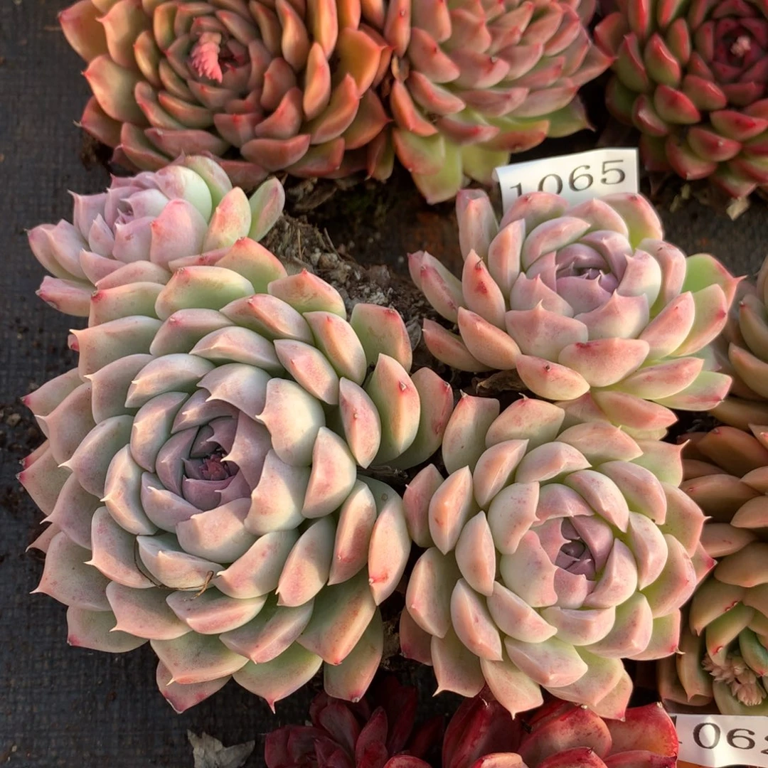 1065新年快乐发发发