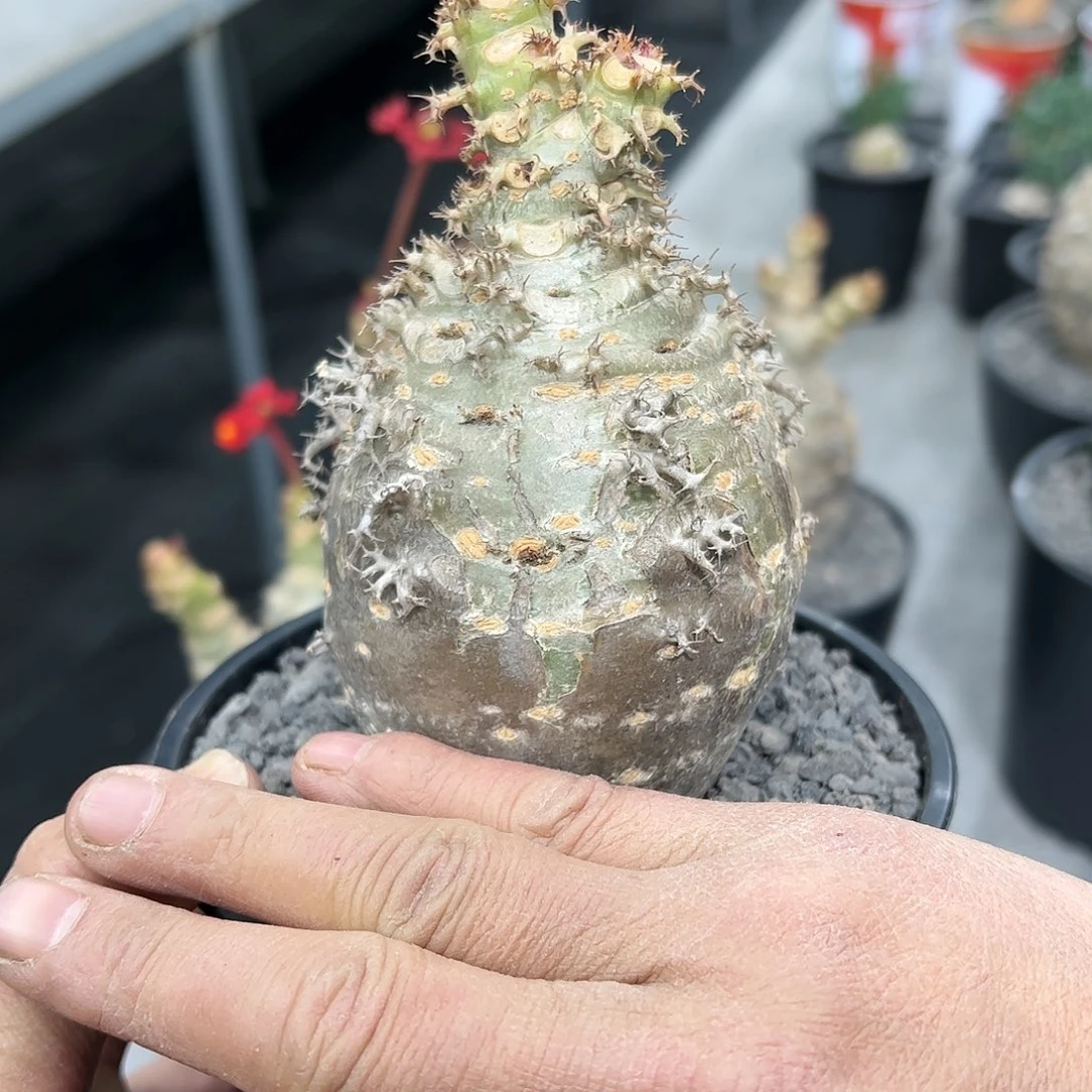 极*迷你油桐667778888