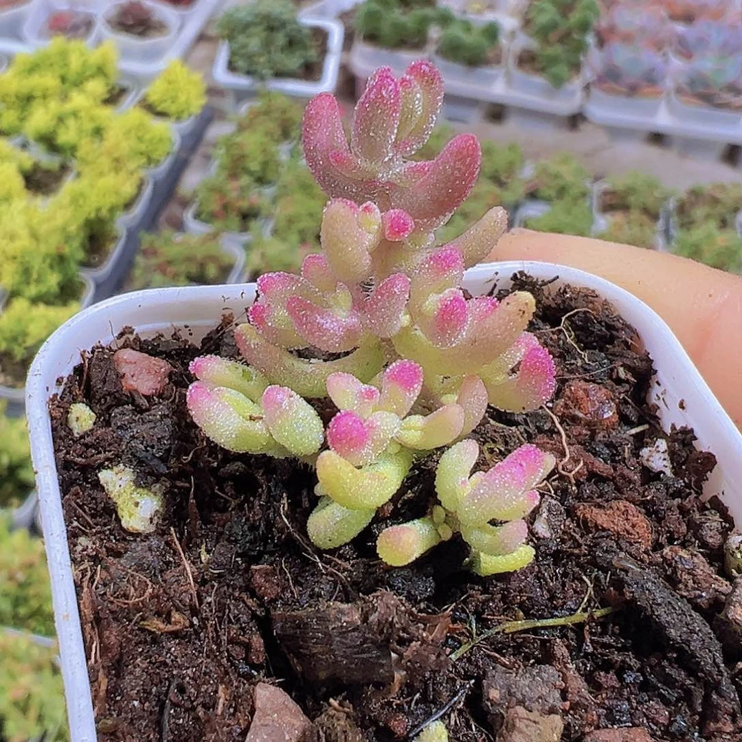 红宝石锦19包邮多肉