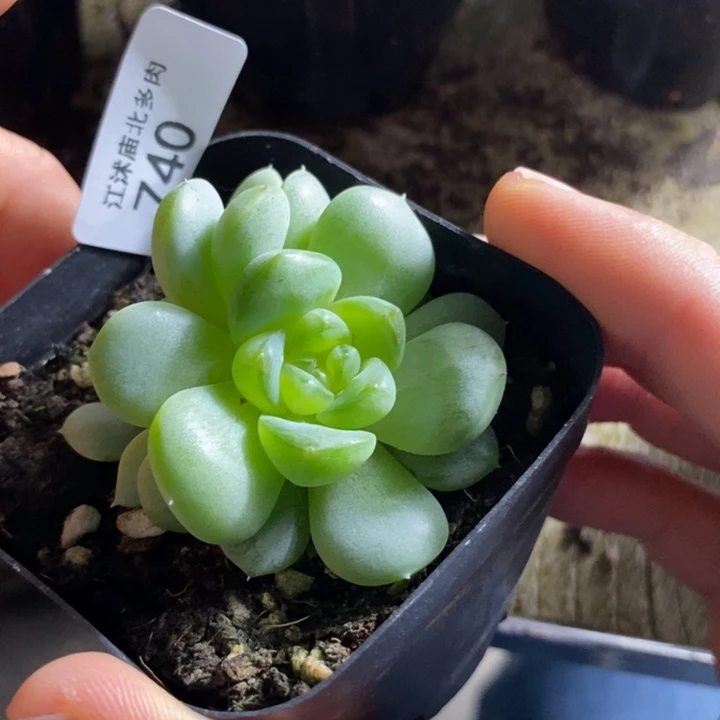 标签740黄胖子一个多肉