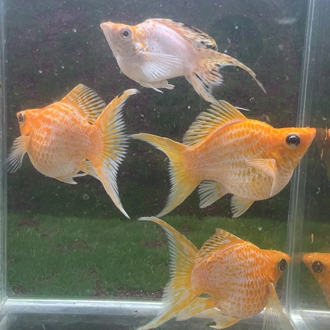 黑玛丽鱼玛丽一公三母