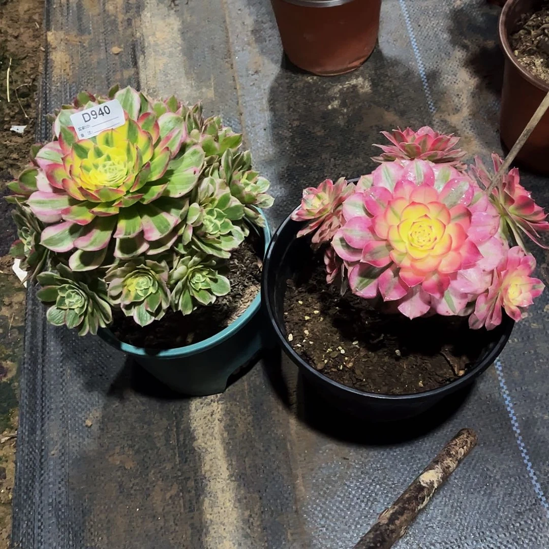 完全开放多肉植物940两小颗