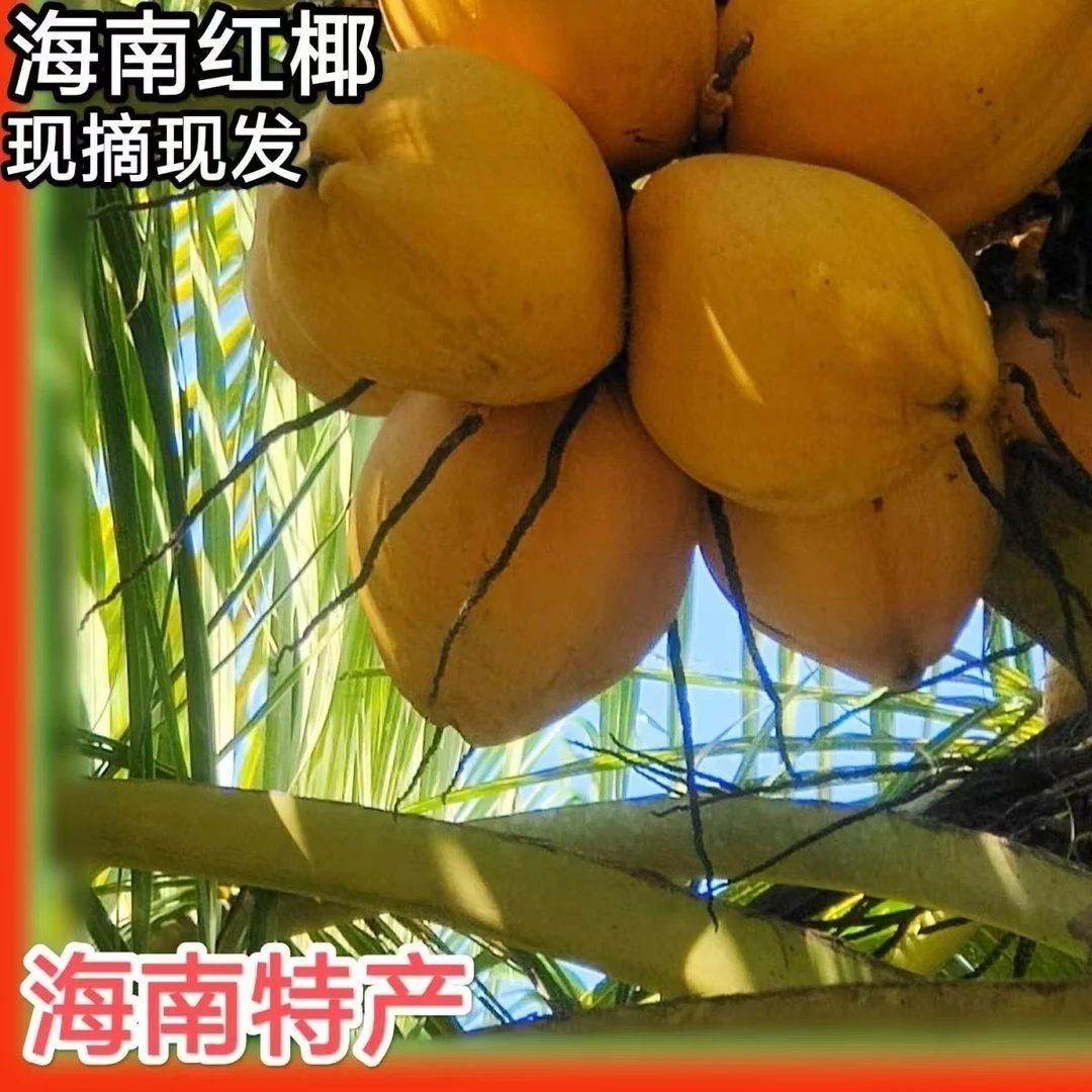 海南新鲜金椰水果孕妇补羊水绿色纯天然饮料带皮红椰子新鲜水果