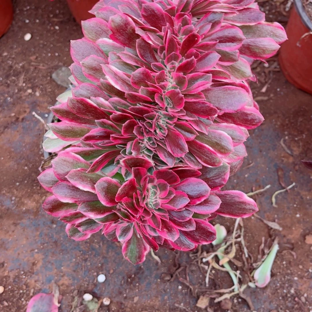 多肉植物451女郎