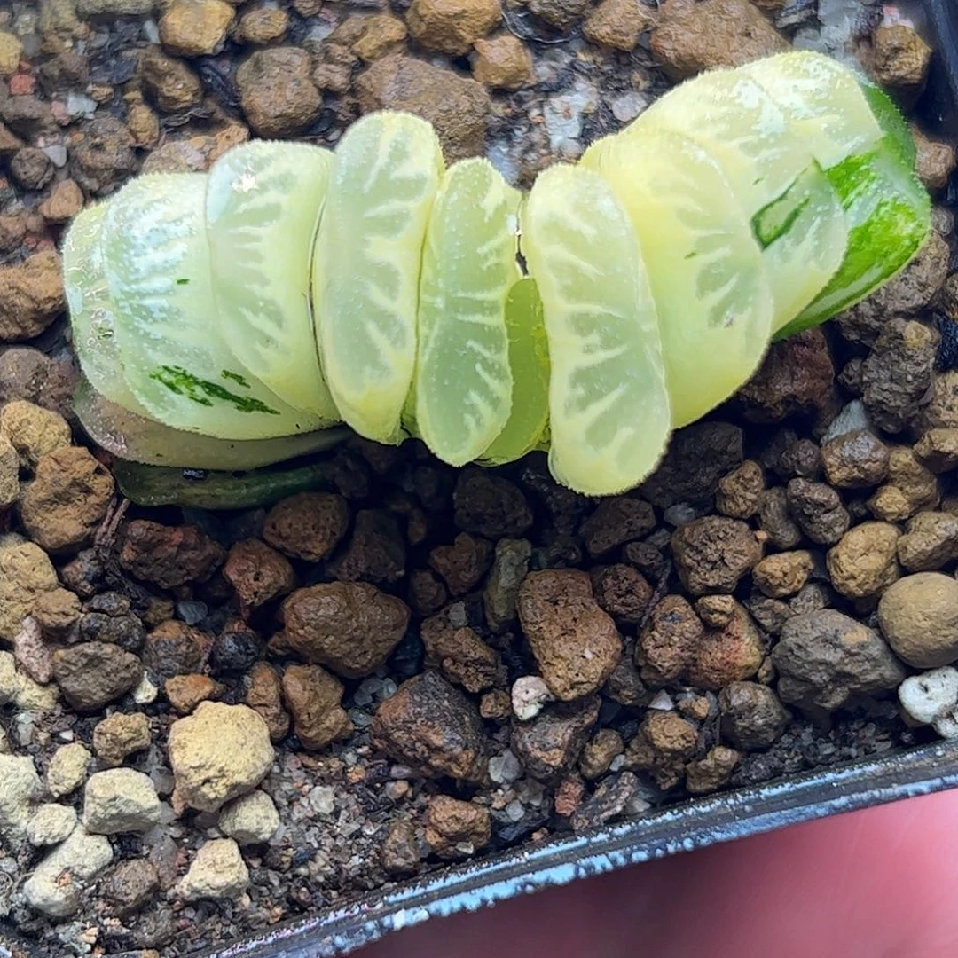 糊斑草玉扇十二卷多肉