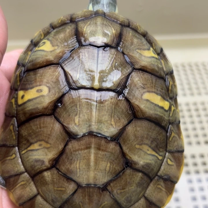 巴西彩龟母888888888888888