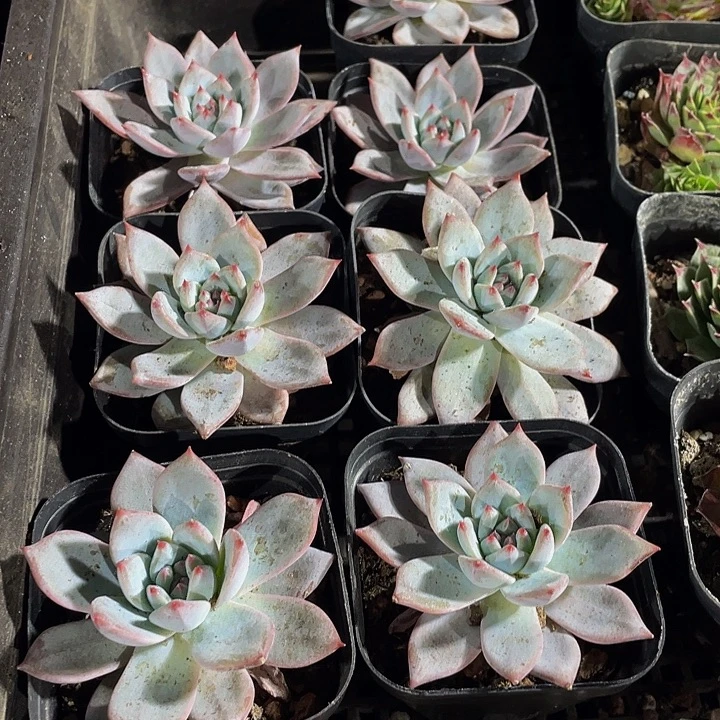 粉蓝鸟带哦土发货