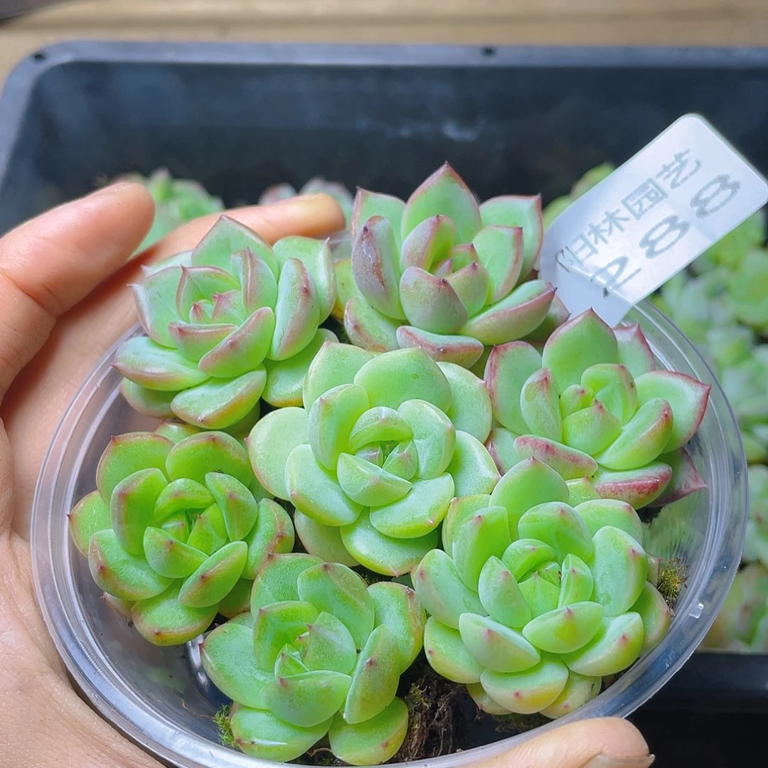 多肉植物多肉植物288