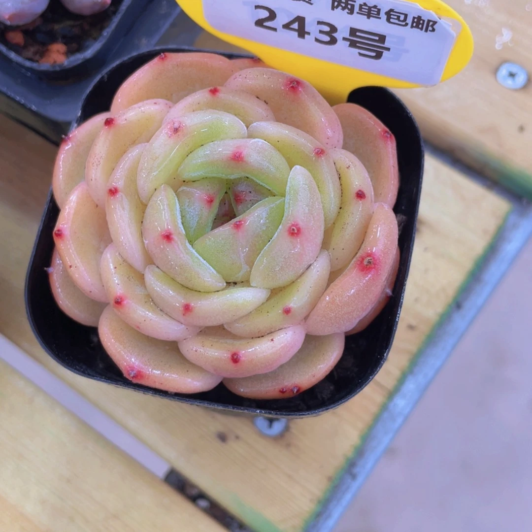 243号 宽叶孤品珍妮
