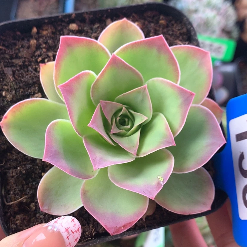 【闪购商品】黄金帕后裔130