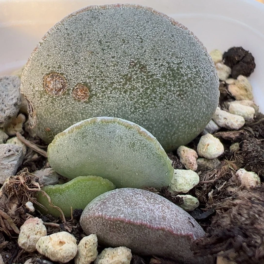 特价实生新品大苗母叶有疤