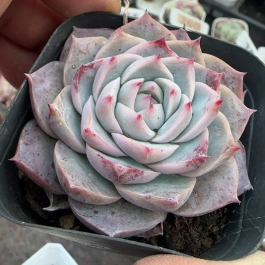 14孤星多肉植物多