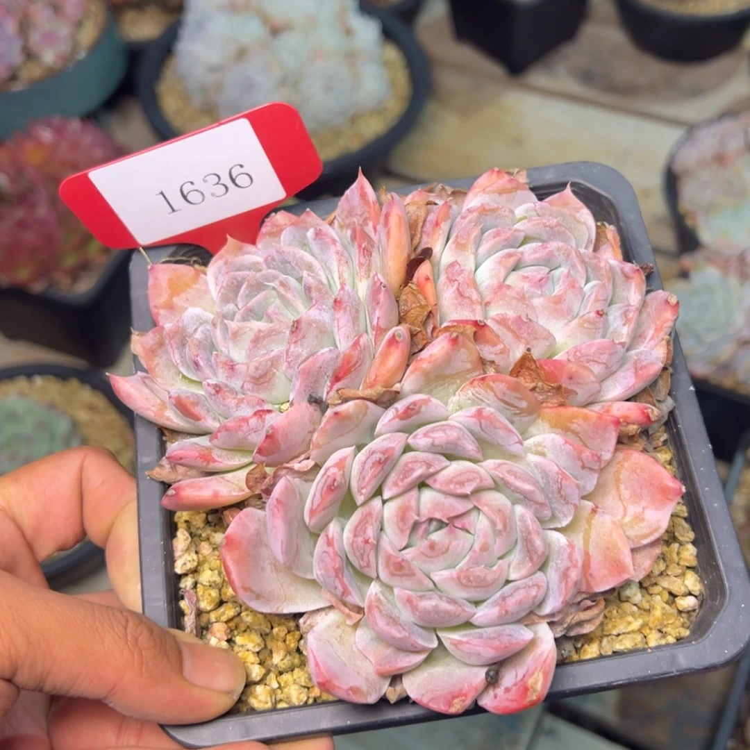 路*甲1636多肉多多多多多