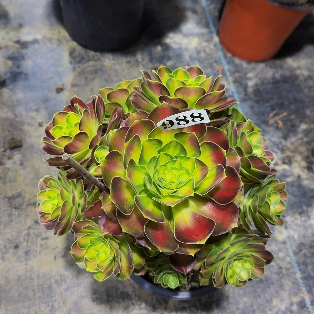 988韶华寄养多肉植物