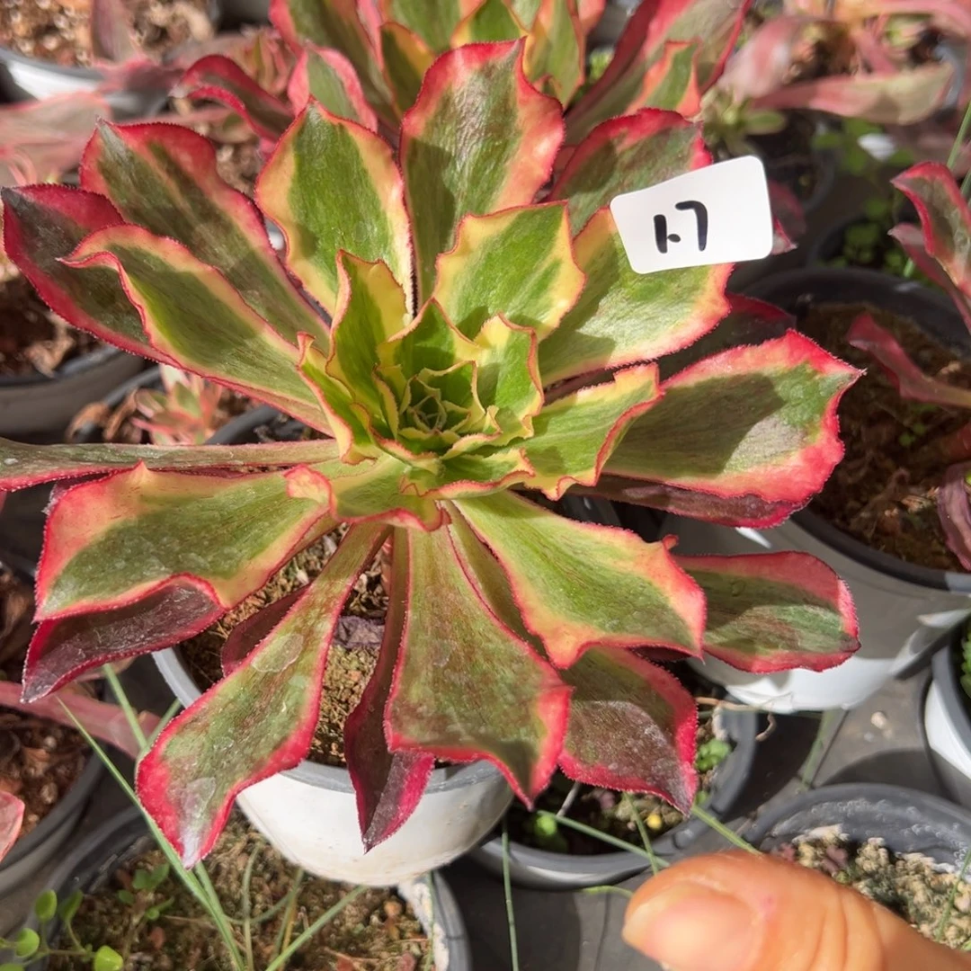 7红魅影一颗15多肉