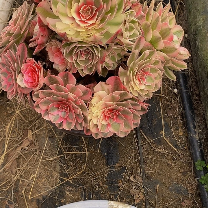 随***意多肉植物倾城800多肉